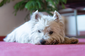 West Highland White Terrier lies on the red floor and looks to the camera