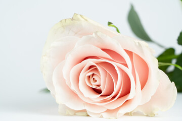 Beautiful pink rose flower with white background and copy space