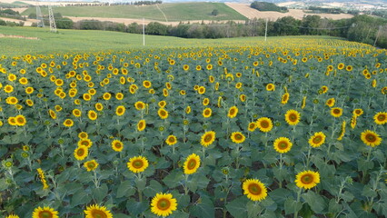 Campo di girasole © Matias