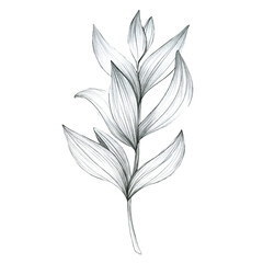 Leaves in pencil, tropical plants. hand drawing in pencil. Botanical flower, leaves, floral pattern for textile decor and design, botanical color illustrations. stock graphics 