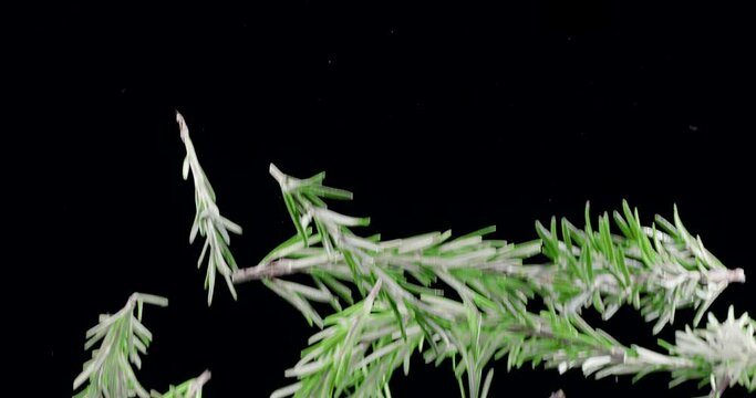 Fresh green rosemary branches slowly fly up and fall on a black background. Blackmagic Ursa Pro G2, 300 fps.