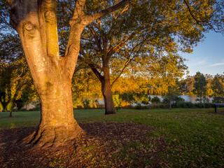 Golden Afternoon Light on Riverside Trees