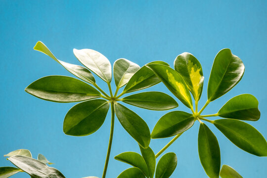 Schefflera Gerda leaves on a blue background close-up. Indoor plants in a modern interior.