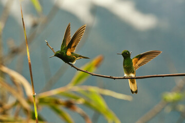 Two hummingbird birds fly and perch on a tree branch