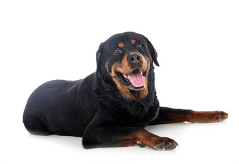 Obraz premium senior rottweiler in studio
