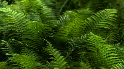 Fototapeta na wymiar Zielone liście paproci w świetle ciemnego, parku. Naturalny wzór tekstury, tła. Może służyć jako obraz, tapeta.