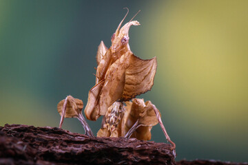 Idolomantis Diabolica on the branch