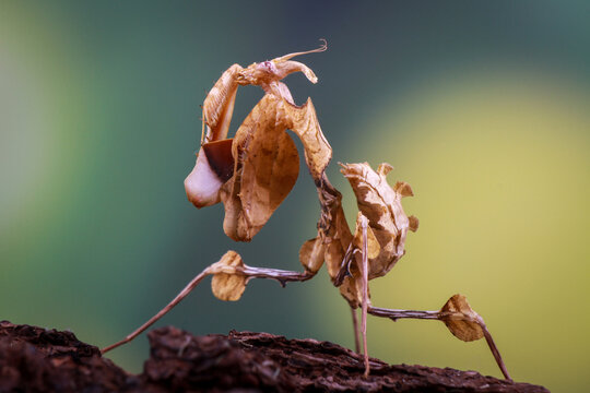 Idolomantis Diabolica on the branch