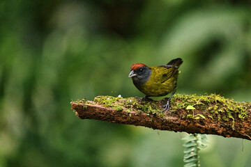 A little bird hidden in the middle of the leaves of a tree