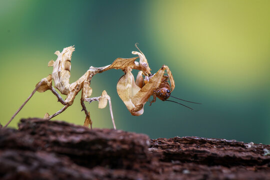 Idolomantis Diabolica on the branch