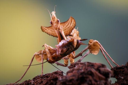 Idolomantis Diabolica on the branch
