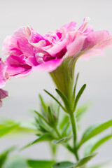 ベランダに咲くピンクのペチュニア。花言葉は「あなたと一緒なら心が和らぐ」「心のやすらぎ」