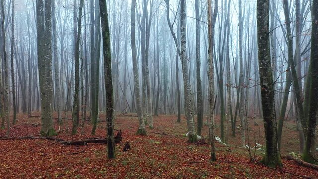 Foggy beautiful fall seasonal woods with leaves on the ground. Slow fly forward through magic fairy tale forest landscape.	
