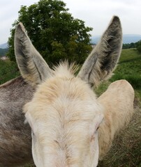 detail of the two donkey ears above the mammal s head