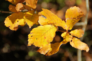 12月の広葉樹　色づく葉