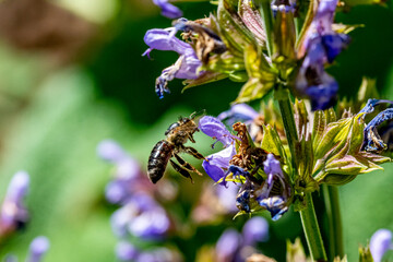 Garten, Pflanzen, Insekten, Spinnen, Tiere, Käfer, Schnecken