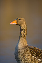 Greylag Goose grazing along a riverbank in London, UK