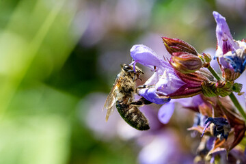 Garten, Pflanzen, Insekten, Spinnen, Tiere, Käfer, Schnecken