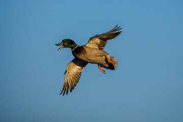 Male mallard duck flying across a pond in London, UK