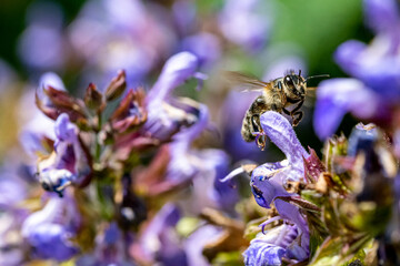 Garten, Pflanzen, Insekten, Spinnen, Tiere, Käfer, Schnecken