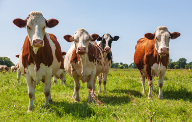 Group of cows in the pasture
