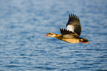 Egyptian Goose across ponds in the London area, UK	