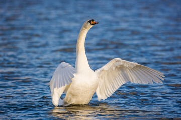 Mute swan flapping its wings over a pond in London, UK