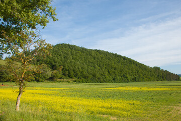 Fototapeta na wymiar Field with lentils cultivation near Colfiorito in Umbria
