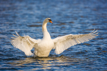 Obraz premium Mute swan flapping its wings over a pond in London, UK