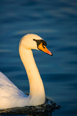 Mute swan swimming on a pond in London, UK	