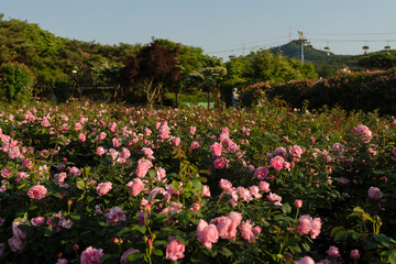 field of roses in summer