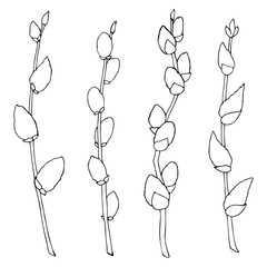 Set of willow twigs drawn with a line. Vector outline illustrations. Spring season. Hand drawn