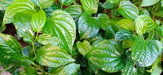 green leaves background