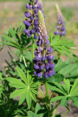 Purple flower of Lupinus polyphyllus (the large-leaved, big-leaved or many-leaved lupine), close-up