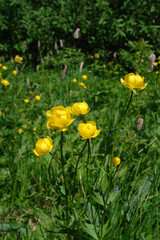 Globeflowers (Trollius europaeus) in the meadow on a sunny day, close up