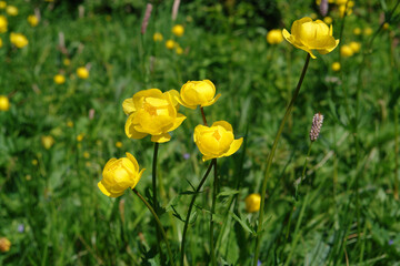 A close up of yellow flowers of Trollius europaeus (the globeflower) in the meadow