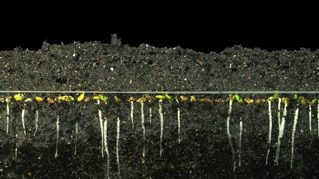 Time-lapse of growing alfalfa vegetable sprouts, roots and leaves 2c3 in RGB + ALPHA matte format isolated on black background
