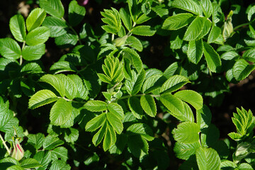 Fototapeta na wymiar The young bright green Rosa rugosa leaves (beach or Japanese rose), top view, close-up