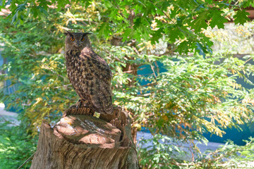 Eurasian eagle-owl, Bubo bubo, in Cabarceno Natural Park in Cantabria