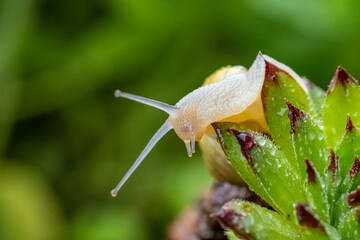Garten, Pflanzen, Insekten, Spinnen, Tiere, Käfer, Schnecken