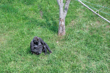 Top view of a gorilla in Cabarceno Natural Park in Cantabria