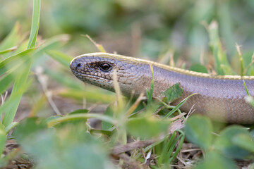 Detail of the head of a slow worm