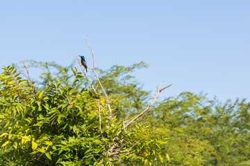 Close-up view on the male of sunbird