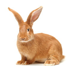 Obraz premium orange rabbit on white background 