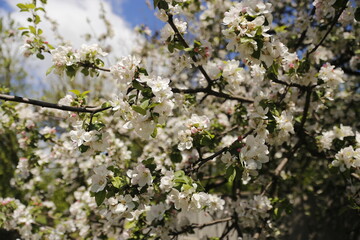 Apple tree