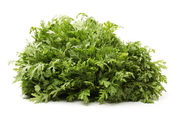 Shungiku, also known as tong hao, or edible chrysanthemum, Isolated on white. A leaf herb commonly used in asian food.