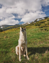 West Siberian Laika in the mountains. Hunting dog. Ukrainian Carpathian mountains.
