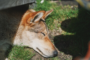 West Siberian Laika. The dog sleeps on the grass.