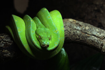 Green tree python Sorong . Morelia viridis. Chondroython viridis. Morelia zurea