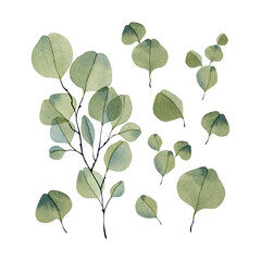 Eucalyptus branch and leaves elements watercolor set